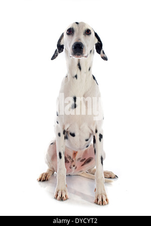 dalmatian dog in front of white background Stock Photo