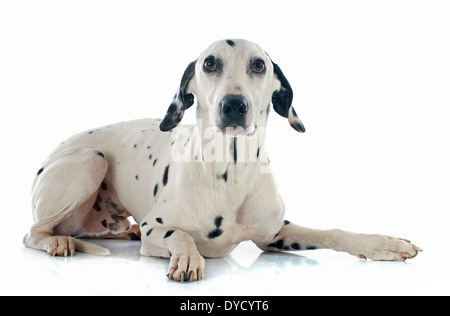 dalmatian dog in front of white background Stock Photo