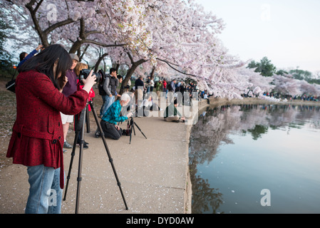 WASHINGTON DC, USA - Washington DC Cherry Blossoms: April 13, 2014 Stock Photo