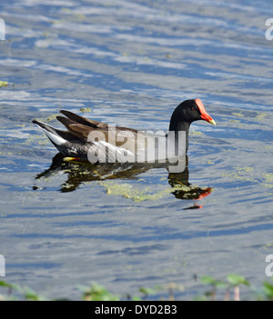 Common Moorhen Swimming In Florida Circle B Bar Reserve Stock Photo