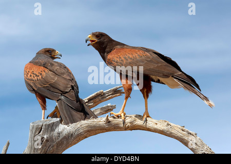 Harris Hawk Pair (Parabuteo unicinctus) Stock Photo