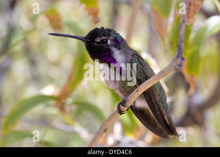 Costa's Hummingbird (Calypte costae), Arizona Stock Photo