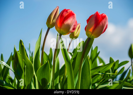 fully-blossomed-bright-red-tulips-stock-photo-alamy