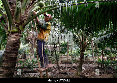 A man cleans up a coconut tree in Ben Tre province, Vietnam Stock Photo