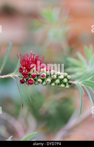 Callistemon viminalis 'little john' . Weeping Bottlebrush flowers opening Stock Photo