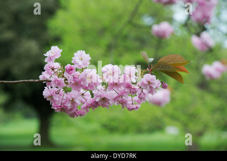 Prunus Kanzan. Double Pink Cherry tree blossom Stock Photo
