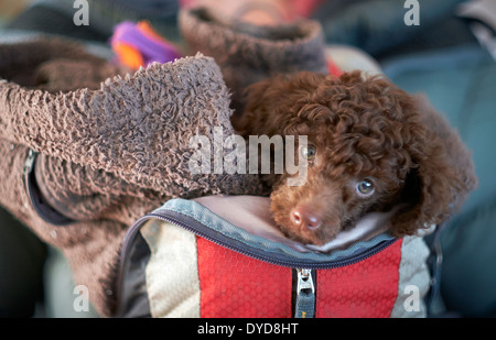 A miniature poodle wrapped up in a backpack for his first trip outdoors. Stock Photo