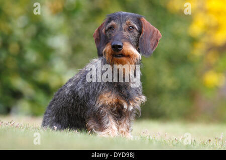 Wire-haired Dachshund, male sitting in the grass, Germany Stock Photo