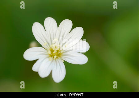 Field Chickweed (Cerastium arvense), flower, North Rhine-Westphalia, Germany Stock Photo