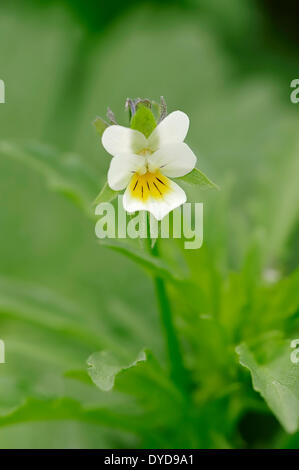 Field Pansy (Viola arvensis), flower, North Rhine-Westphalia, Germany Stock Photo