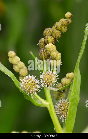 Simplestem Bur-reed or Branched Bur-reed (Sparganium erectum, Sparganium polyedrum), flowers, North Rhine-Westphalia, Germany Stock Photo