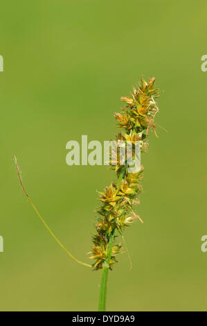 False Fox-sedge (Carex otrubae), North Rhine-Westphalia, Germany Stock Photo