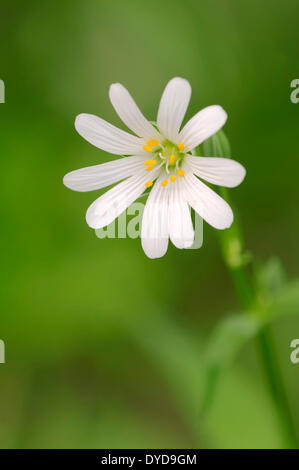 Addersmeat or Greater Stitchwort (Stellaria holostea), flower, North Rhine-Westphalia, Germany Stock Photo