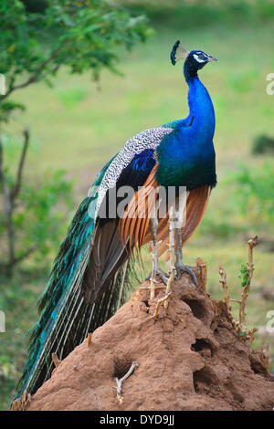 Blue Peacock (Pavo cristatus), male, standing on a termite mound, Bundala National Park, Southern Province, Sri Lanka Stock Photo