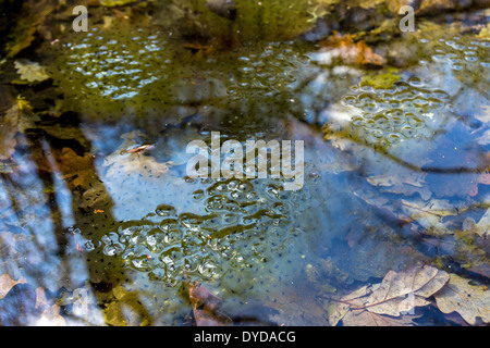 Frog spawn in woodland pond with leaves and reflections Stock Photo