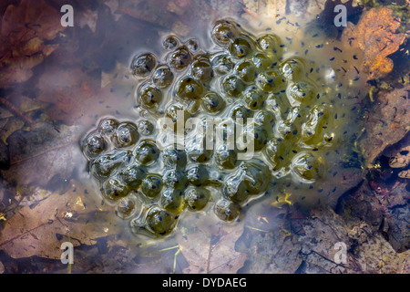 Frog spawn in woodland pond with leaves and reflections Stock Photo