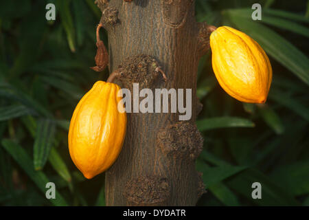 Cocoa Tree or Cacao Tree (Theobroma cacao), with cacao fruits Stock Photo