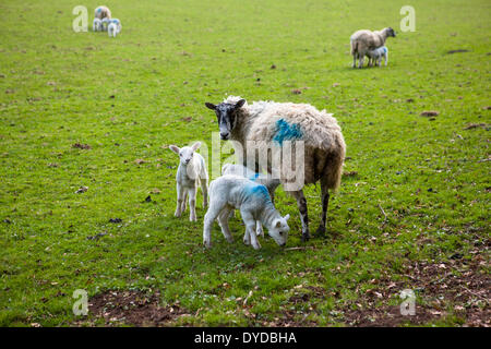 Ewe and lambs in Derbyshire field. Stock Photo