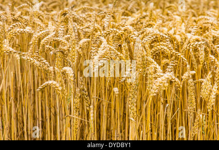 Field of wheat in South Yorkshire. Stock Photo