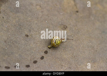 A snail leaves footprints as it crawls over a paving stone. Stock Photo