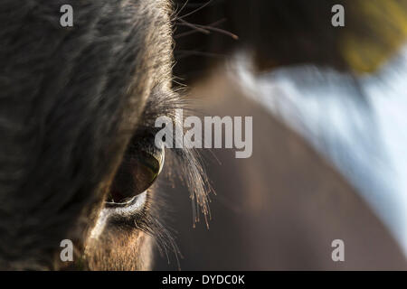 Close up of the eye of a calf. Stock Photo