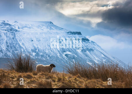 A black faced sheep in a field beneath a snow covered Ingleborough. Stock Photo