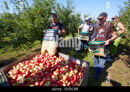 A team of apple pickers harvesting in a modern orchard. Stock Photo