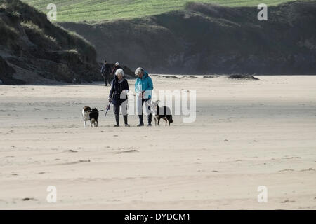 Dog walkers on Crantock Beach in Cornwall. Stock Photo