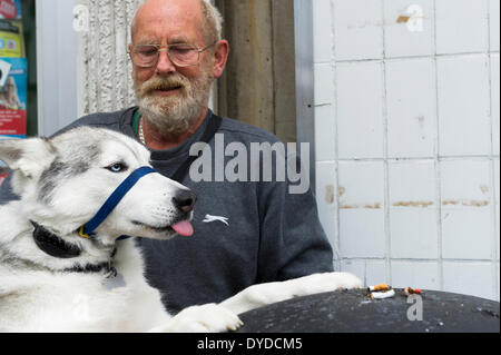 An Alaskan Malamute. Stock Photo