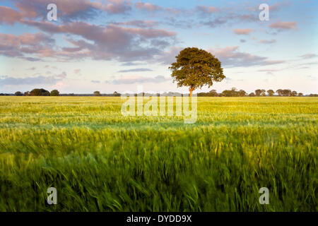 A barley field in the Norfolk countryside close to the village of Potter Heigham. Stock Photo