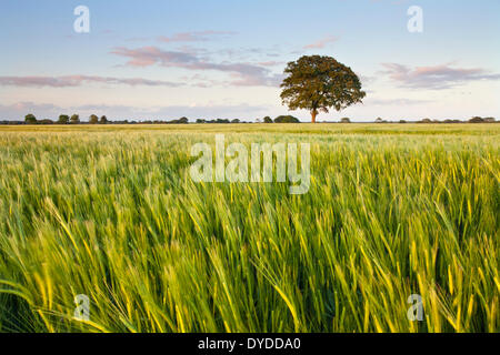 A barley field in the Norfolk countryside close to the village of Potter Heigham. Stock Photo