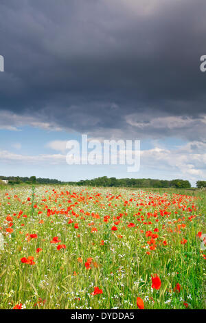 A summer poppy field beneath a stormy sky in the Norfolk countryside. Stock Photo
