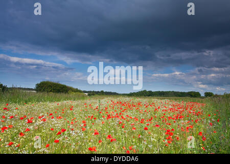 A summer poppy field beneath a stormy sky in the Norfolk countryside.