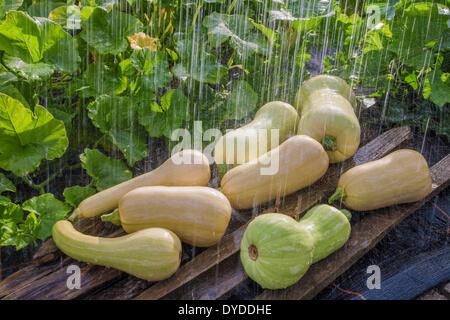 Rain falling on Butternut Squashes. Stock Photo