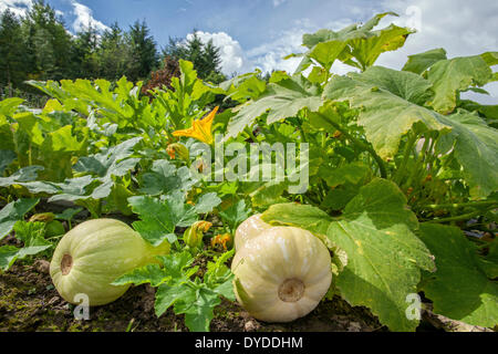 Butternut squashes growing in a cottage garden. Stock Photo