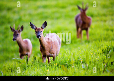 A family of Roe Deer in a field. Stock Photo