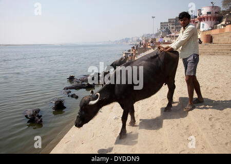 Buffaloes on the Varanasi ghat. Stock Photo