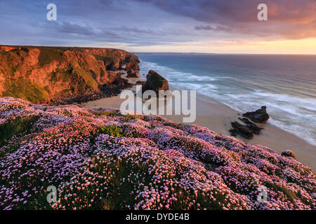 Sunset from the cliff top at Bedruthan Steps in Cornwall with thrift in the foreground. Stock Photo