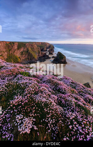 Sunset from the cliff top at Bedruthan Steps in Cornwall with thrift in the foreground. Stock Photo