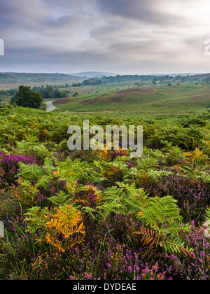 Heather and bracken at Rockford Common in the New Forest National Park. Stock Photo