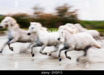 Camargue white horses galloping through water. Stock Photo