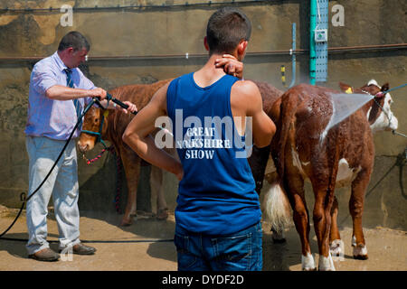 Man watching cattle being pressure washed at the Great Yorkshire Show. Stock Photo