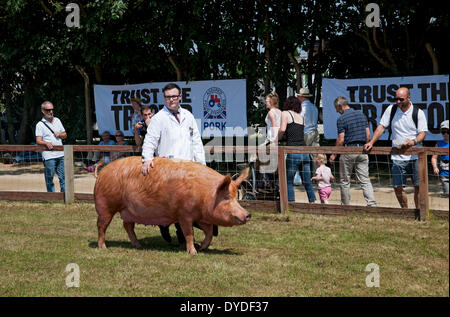 Tamworth pig being judged at the Great Yorkshire Show. Stock Photo