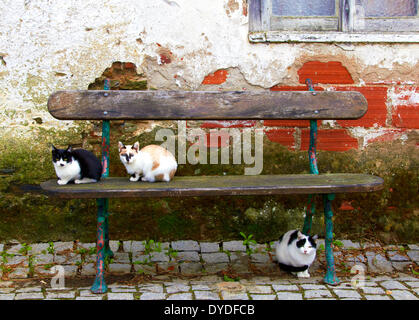 Three cats obligingly posed for the camera in a quite alleyway in a remote part of Northern Portugal. Stock Photo