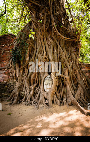 The famous Buddha head in the roots of a tree in Wat Phra Mahthat in Ayutthaya which is the ancient capital of Thailand. Stock Photo