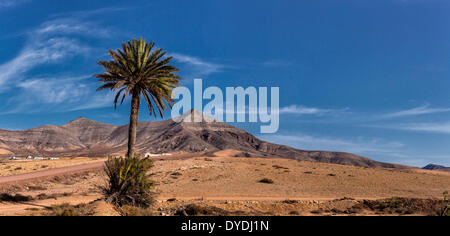 Spain, Europe, Fuerteventura, Canary Islands, Tefia, Lonely, palm tree, landscape, trees, summer, hills, desert, Stock Photo