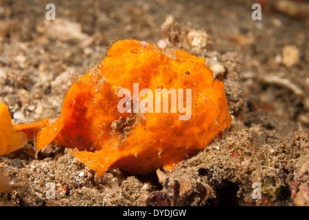 Painted Frogfish (Antennarius pictus), well camouflaged on a tropical coral reef in the Lembeh Strait Stock Photo