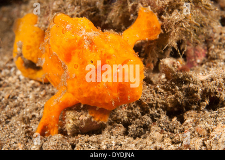 Painted Frogfish (Antennarius pictus), well camouflaged on a tropical coral reef in the Lembeh Strait Stock Photo