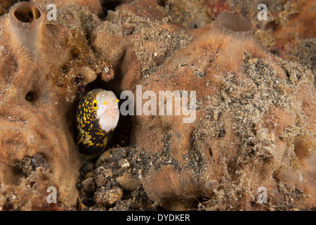 Snowflake Moray Eel (Echidna nebulosa) also known as the Starry Moray or Clouded Moray Stock Photo