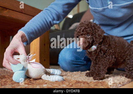 A playful miniature poodle puppy with a soft chew. Stock Photo